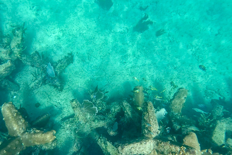 Ft Lauderdale: Combo Deal Snorkel Reefs, Kayak/SUP Mangroves