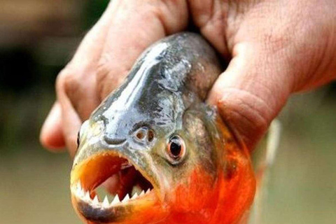 PIRANHA FISHING IN TAMBOPATA