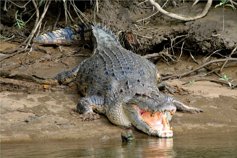 Daintree, croisière aux crocodiles et excursion à la plage et aux poissons aborigènes