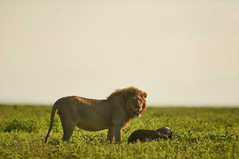 Arusza: 4 dni safari w Tarangire, Serengeti i Ngorongoro4 dni przygody z dziką przyrodą w Tarangire, Serengeti i Ngorongoro