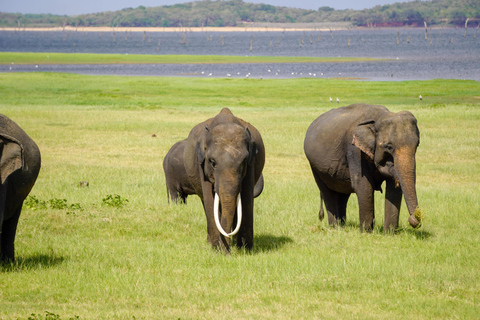 Sigiriya Rock Hike & Minneriya Elephant Safari – Day Tour Sigiriya Pickup & Drop off with Safari