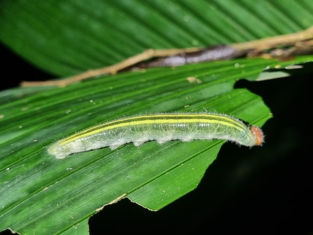 Night Tour Rainforest Guided Tour: la fortuna