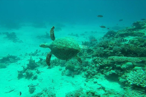 De Hurghada: Cruzeiro de mergulho com snorkel na Ilha Orange com almoço