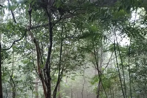 Promenade nocturne dans la forêt tropicale, pensée pour la maison Tapir