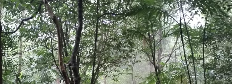 Promenade nocturne dans la forêt tropicale, pensée pour la maison Tapir