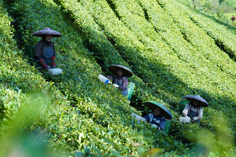 Hangzhou: Meijiawu Tea Picking and Roasting Experience Hangzhou: Meijiawu Tea Picking and Roasting Experience (3h)