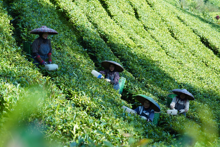 Hangzhou: Meijiawu Tea Picking and Roasting Experience Hangzhou: Meijiawu Tea Picking and Roasting Experience (3h)