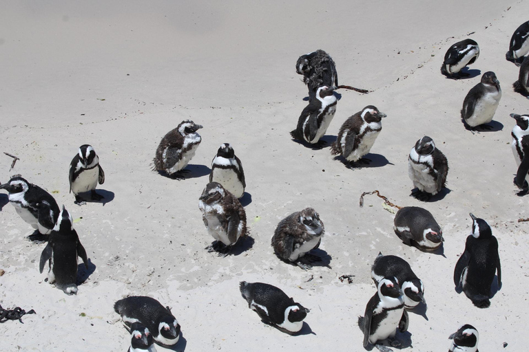 Cape Town: Table Mountain, Bo-Kaap, & Boulders Beach Tour