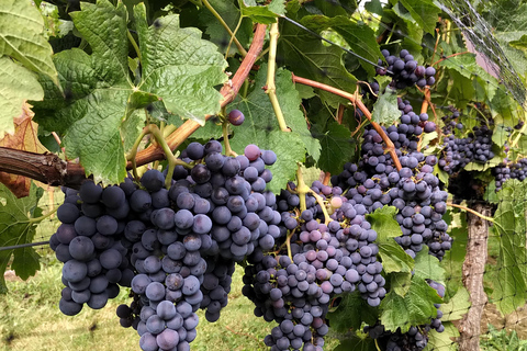 Depuis Vancouver : Visite d'une demi-journée dans la vallée du Fraser pour découvrir les vins