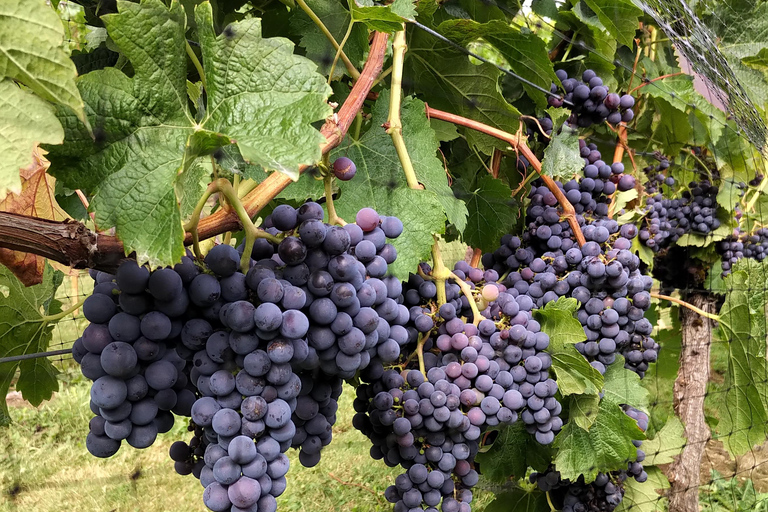 Depuis Vancouver : Visite d'une demi-journée dans la vallée du Fraser pour découvrir les vins