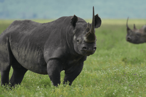 Arusha: 4-Day Camping Safari Top Northern Destinations