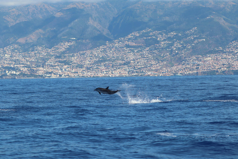 Funchal: Wal- & Delfinbeobachtungs-Tour per Schnellboot