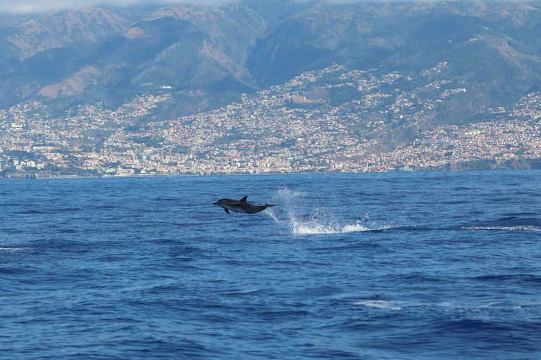 Funchal: Wal- & Delfinbeobachtungs-Tour per Schnellboot