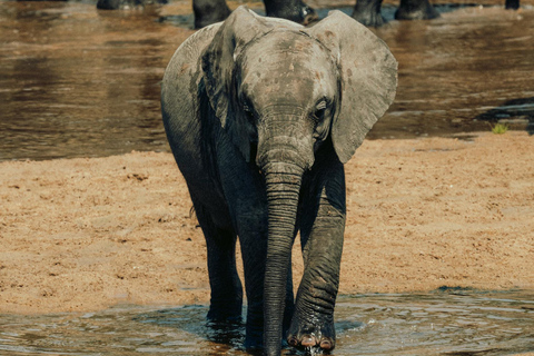 Arusha: 2-dniowe safari do Parku Narodowego Tarangire z posiłkami
