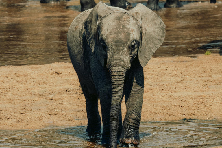 Arusha: 2-dniowe safari do Parku Narodowego Tarangire z posiłkami