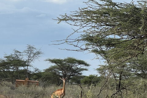 Samburu National Reserves: Optional Village Tour & Swimming