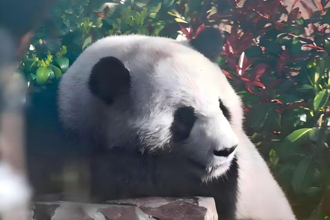 Shanghai：Shanghai Giant Panda House