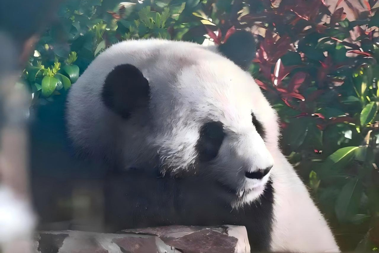 Shanghai：Shanghai Giant Panda House