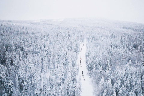 Rovaniemi: Aventura con huskies por la Ruta Larga del Círculo Polar Ártico