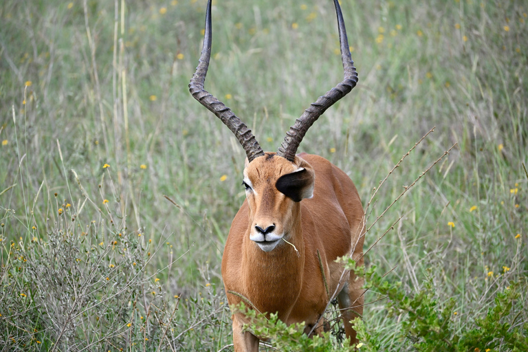 Nairobi: National Park, Karen Blixen Museum & Beads Safari