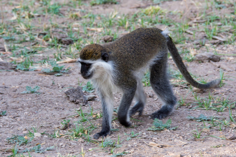 Menagesha Forest Hike With Village Experience