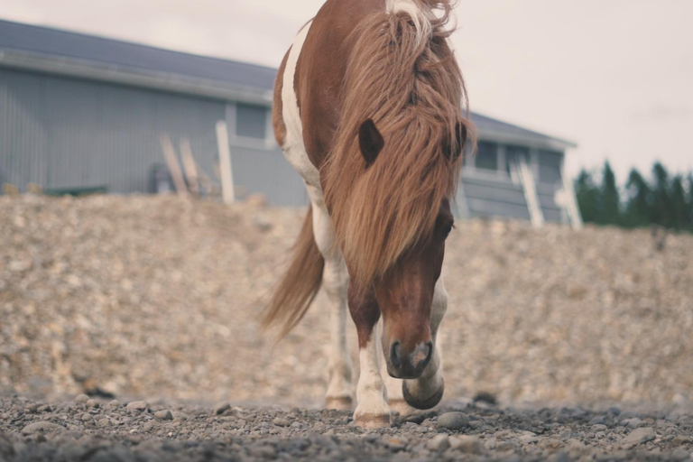 Reykholt: Icelandic Horses & Stable Visit