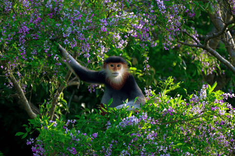 Da Nang: Son Tra Wildlife Experience