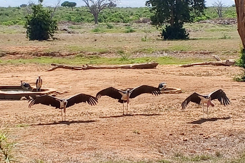 Mombasa: 4-Day Tsavo East, Tsavo West, & Amboseli Safari