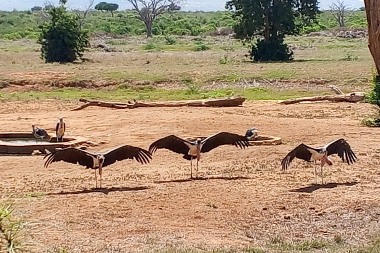 Mombasa: 4-Day Tsavo East, Tsavo West, & Amboseli Safari