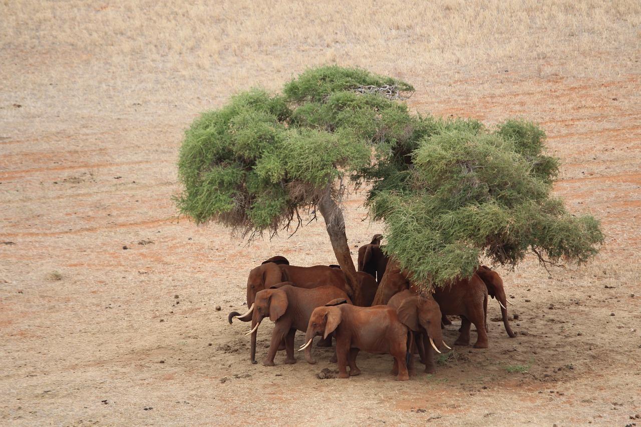 Nachtsafari nach Tsavo Ost von Mombasa / Diani Beach