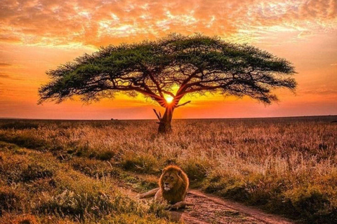 Mt Kenya: Half-day hiking and wildlife viewing