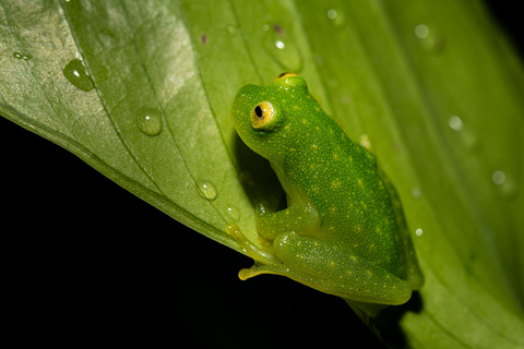 Monteverde: Tour noturno compartilhado na Costa Rica