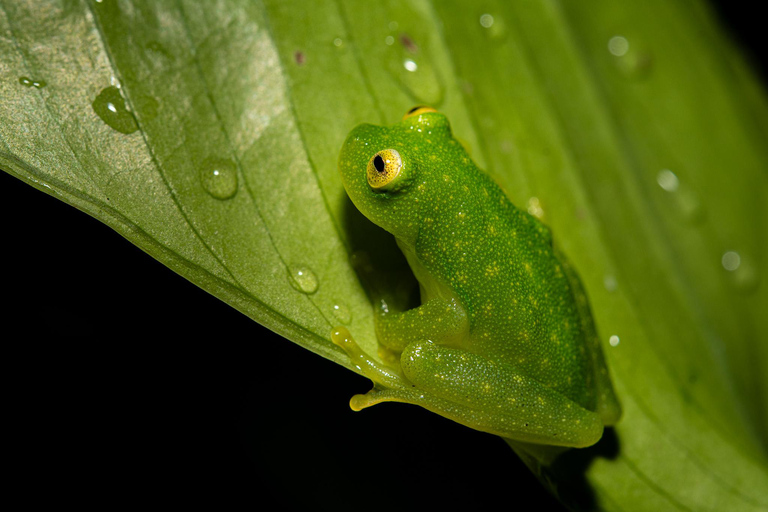 Monteverde : Visite nocturne partagée au Costa Rica