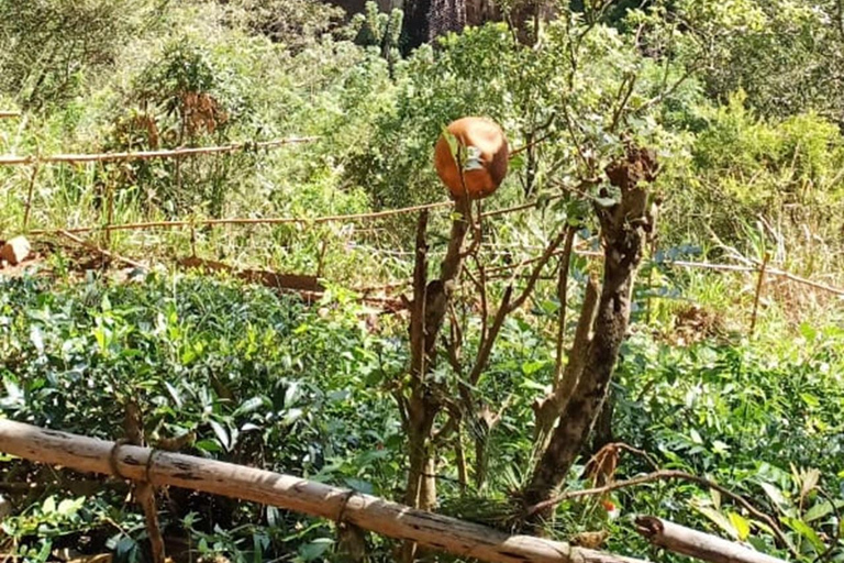 Kandy: Private Ella Journey with Tea, Falls & Arch Bridge