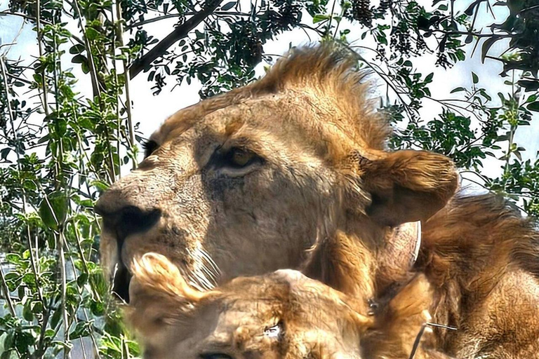 Nairobi National Park: Small-Group Sunrise Game Drive Safari
