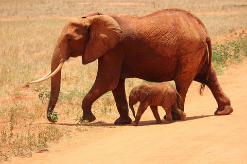 4-dniowy Nairobi-Amboseli-Tsavo East-Mombasa, Diani/Watamu