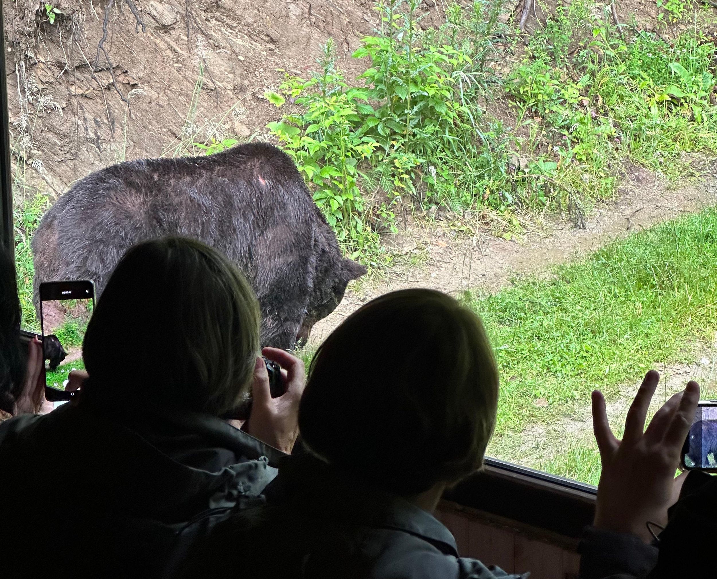 Brasov: Bärenbeobachtung in der Wildnis (aus einem Versteck)