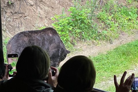 Brasov : Observation d&#039;ours dans la nature (depuis une cachette)