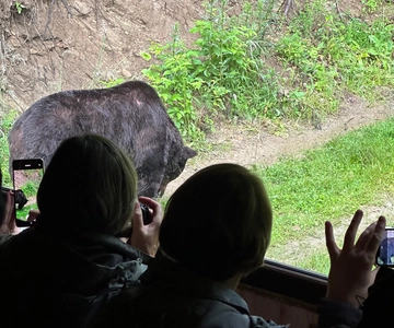 Brasov: Bjørneovervågning i naturen (fra et skjulested)