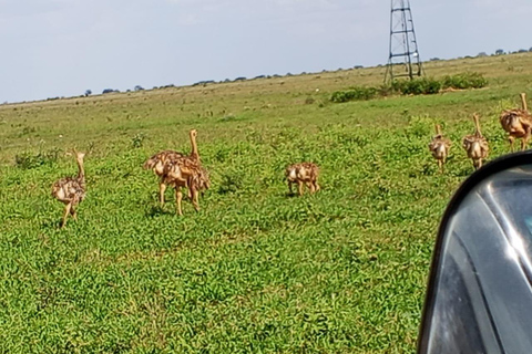 Mombasa: 4-Day Tsavo East, Tsavo West, & Amboseli Safari