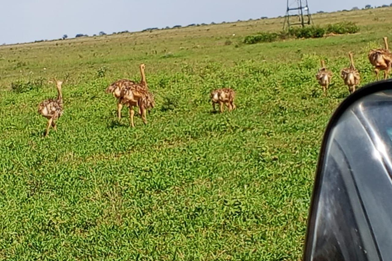 Mombasa: 4-Day Tsavo East, Tsavo West, & Amboseli Safari