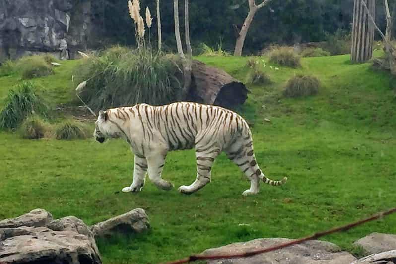 Buenos Aires: Temaiken Biopark Official Tickets | GetYourGuide