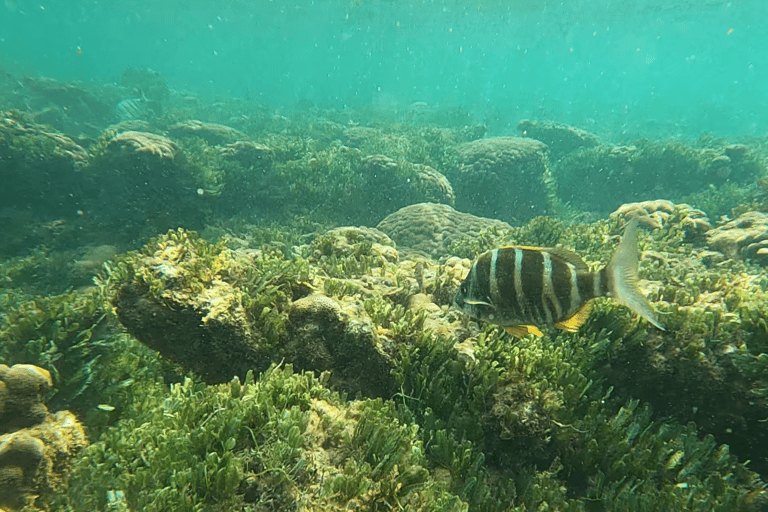 Boa Vista: Snorkeling w zatoce Gatas i wycieczka na północny wschód