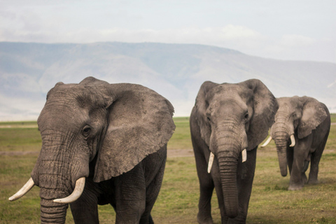 Safari privé de luxe de 2 jours au Ngorongoro depuis Zanzibar