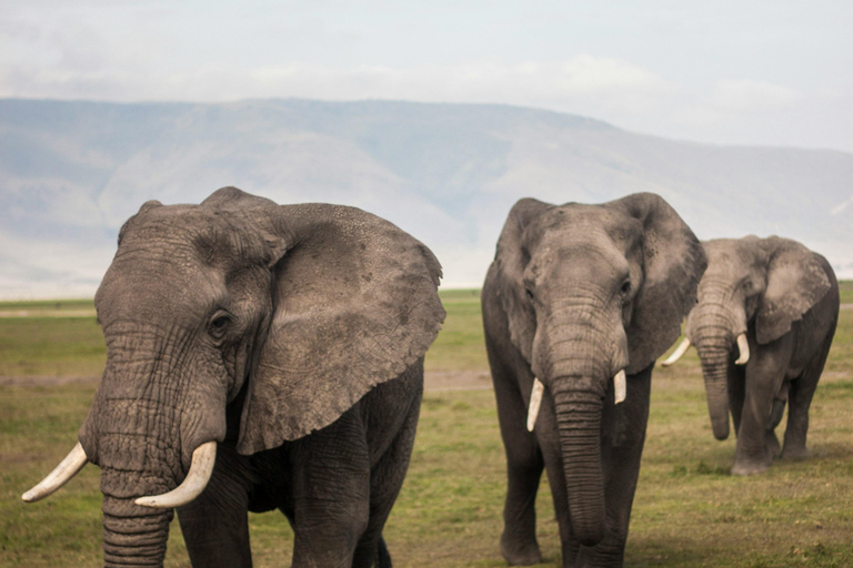 Safari privé de luxe de 2 jours au Ngorongoro depuis Zanzibar