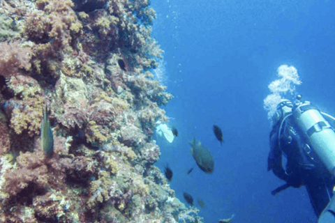 Phi Phi: Scuba diving with Portuguese speaking instructor Phi Phi Island: Scuba diving with Portuguese instructor