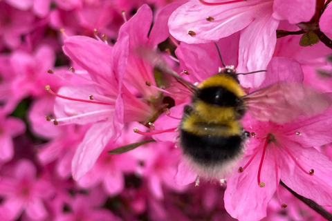 Belfast: Sir Thomas & Lady Dixon Park Walk & Alfresco Picnic