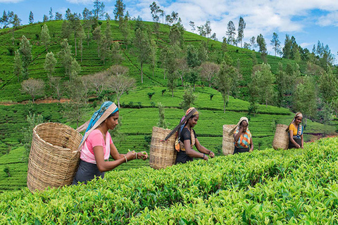 Pekoe Trail 1-5: Guided 7-Day Trek with Hotels & Transfers