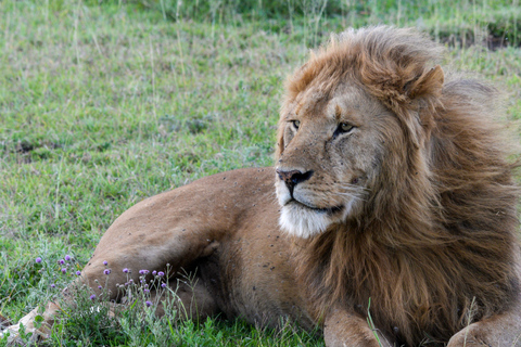 Zanzibar: 3-Day Safari to Lake Manyara & Ngorongoro Crater