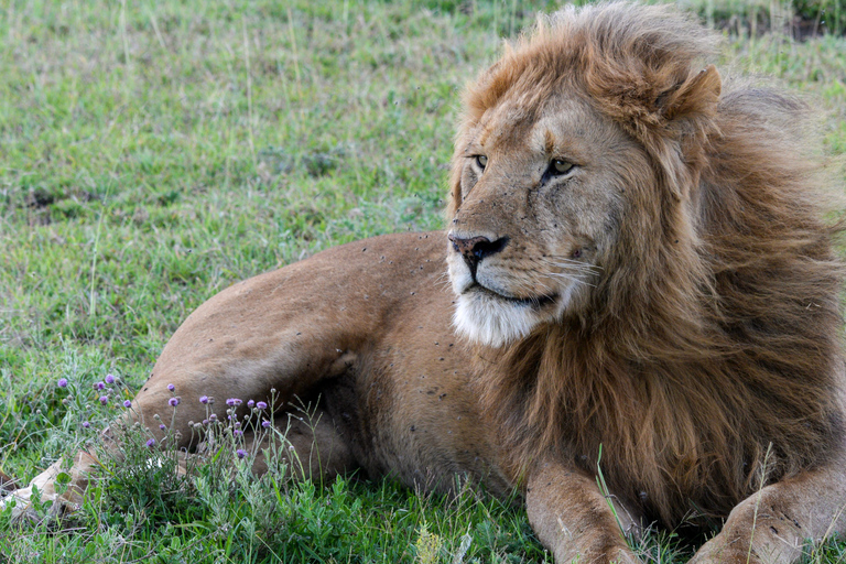 Zanzibar: 3-Day Safari to Lake Manyara & Ngorongoro Crater